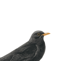 Bird Singing Sticker by RSPB