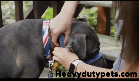 HeavyDutyDogHarness1  GIF
