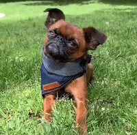 Brussels Griffon What GIF by Brussels.Sprout