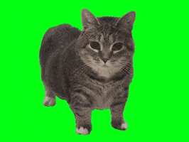 Cat 旋轉 GIF