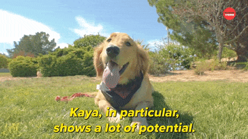 Puppies International Dog Day GIF by BuzzFeed
