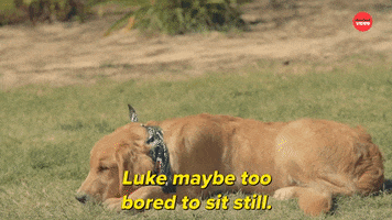 Puppies International Dog Day GIF by BuzzFeed