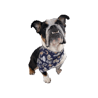 Moon Knight Bulldog Sticker by Geekster Pets