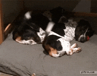 dog GIF