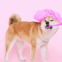 vinimarconato cat dog mood animal GIF