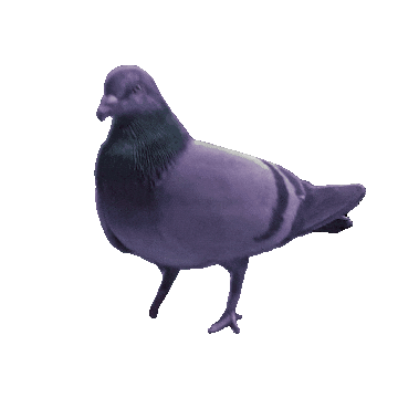 Emmit Fenn Pigeon Sticker by EGO