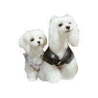 Dogs Love Sticker