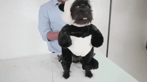 guavajuice giphygifmaker cute dog puppy GIF