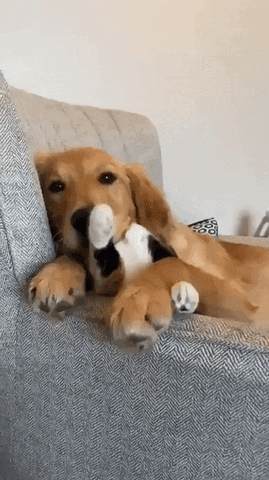 swanjun30 giphyupload GIF