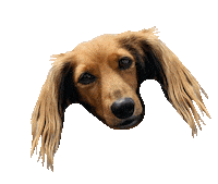 miley dachshund Sticker by beangoods