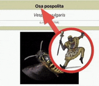 Osaa GIF