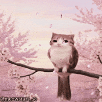 Cat Owl GIF