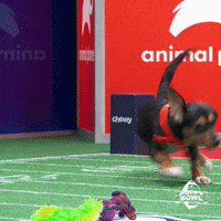 GIF by Puppy Bowl