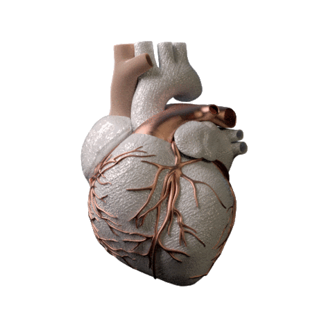 Human Heart Art Sticker by KTKCouture