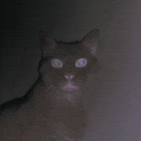 cat GIF by A.M.T.G. G.G.