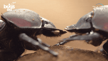 National Geographic Bug GIF by Nat Geo Wild