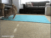 playing shiba inu GIF