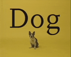 Little Dog GIF by Jason Clarke