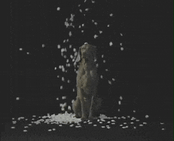 William Wegman Party GIF by Jason Clarke