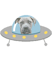 happy dog Sticker by Tales&Tails