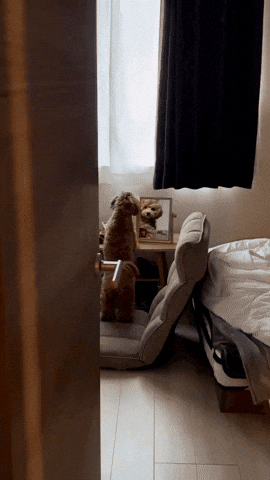 cuteanimalland giphyupload GIF