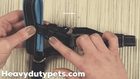 HeavyDutyDogHarness1  GIF