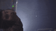white fang GIF by Burger Records