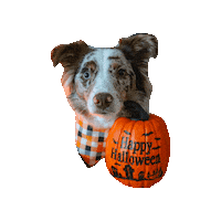 Happy Halloween Sticker by Geekster Pets