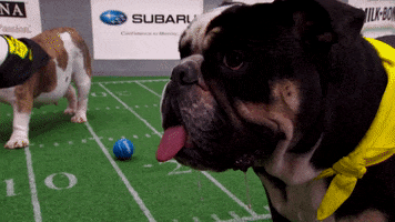 dog GIF by Puppy Bowl