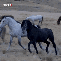 On The Way What GIF by TRT