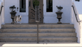 On My Way Dog GIF by Louisiana Tech University