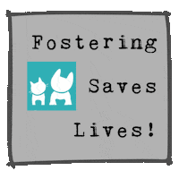 carestl fosteringsaveslives icarestl carestl Sticker