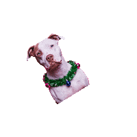 TheLovePitRescue tlp fosteringsaveslives fostersneeded thelovepitrescue Sticker