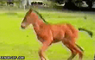 animal fail GIF by Cheezburger