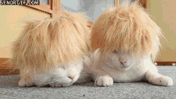 Cat Wig GIF