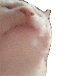giphy.gif