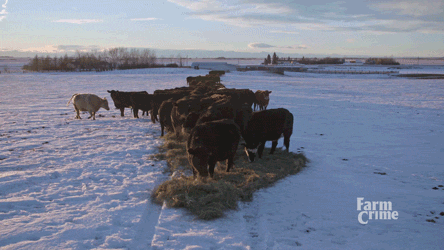 let's eat eating GIF by CBC