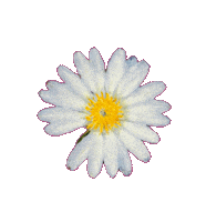 G Dragon Daisy Sticker
