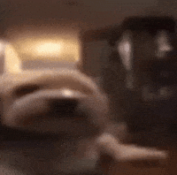 Dog GIF