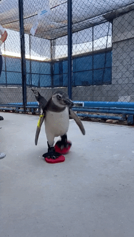 ThePornGiphyer giphygifmaker GIF