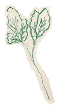 Flower Plant Sticker