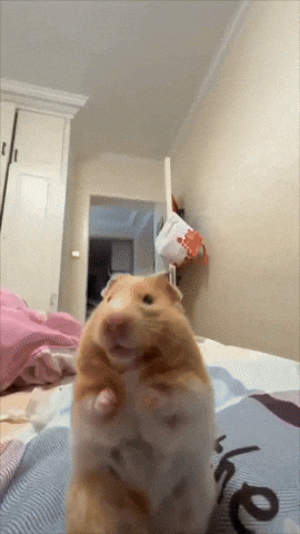 Hamster Kiss GIF
