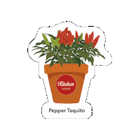 Veggie Vegetable Sticker by Ball Horticultural Co