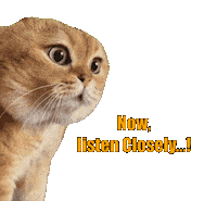 Cat Listen Closely Sticker