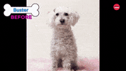 Dog Grooming GIF by BuzzFeed