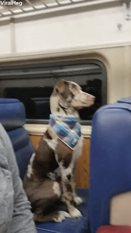 Dog Riding the Train Like a Human