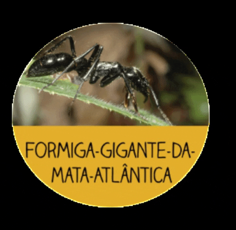 menoresbichosdobrasil giphygifmaker animals brasil ant GIF