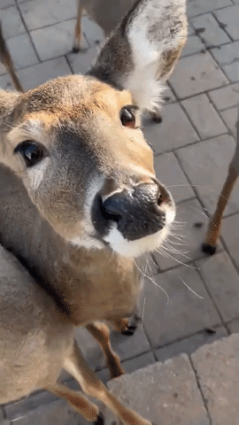 Cookie-Loving Deer Visit For Sweet Treats