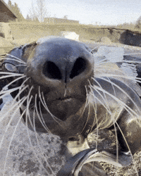 Sea Lion Seal GIF by Valley Zoo Development Society