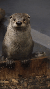 Otter GIF by Valley Zoo Development Society